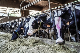 Influenza aviaria nelle mucche, casi registrati in 11 stati Usa