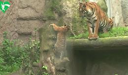 Bioparco Roma, la tigrotta Kala compie sei mesi 