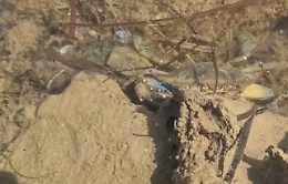 Torre Salsa, avvistato il Granchio Blu: è una specie aliena che distrugge l'ecosistema