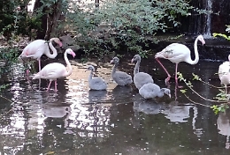 Cinque pulcini di fenicottero rosa sono nati nei Giardini di Palazzo d'Orlèans