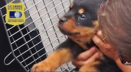 Il canile lager con quindici rottweiler tenuti al buio dentro box di legno: il blitz Oipa, una denuncia