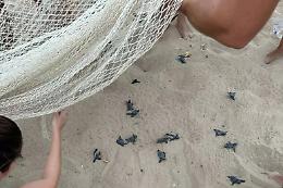 Schiusa tartarughe al tramonto tra i bagnanti nel Trapanese