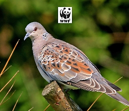 Apertura anticipata della caccia in Sicilia, il Wwf: «Danno ambientale gravissimo»