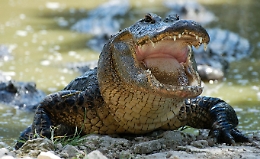 Catturato coccodrillo mangia uomini