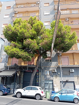 Catania, in Corso Indipendenza albero a rischio contatto con i cavi elettrici