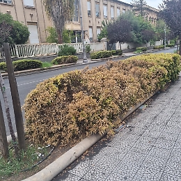 Catania, piante secche in Viale Regina Margherita