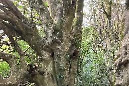 Il bosco di agrifogli nel Parco delle Madonie sar&agrave; mappato da uno studio