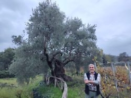 “Polifemo", è sull'Etna l'ulivo millenario messaggero di solidarietà