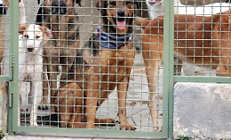 Racconto dell'orrore al canile municipale: «Il mio cane preso a calci durante una rapina in casa»