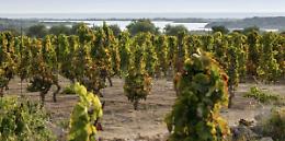 La sfida del Consorzio Valdinoto: "Cambiare il linguaggio del vino per attrarre i giovani"