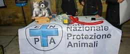 Enpa: «Nuove norme sul randagismo in Sicilia sono un colpo al cuore»