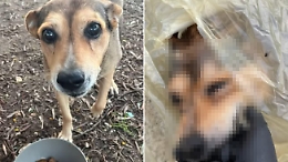 Rivelazione di un muratore sulla crudele uccisione della cagnolina Timida: &laquo;Mi aveva incaricato un avvocato&raquo;