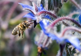 In Sicilia annata ricca per il miele e a Trecastagni nasce l'apiario indoor dove cenare con le api