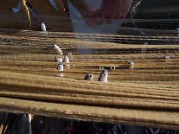 In crisi anche la “masculina da magghia”. «Se la pesca artigianale non cambia pelle, non esisterà più»