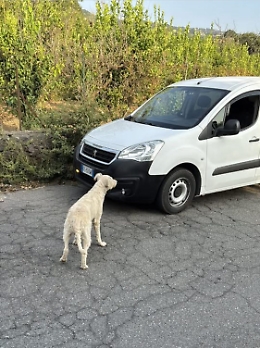 A Mascali la campagna di sterilizzazione delle cagne randagie