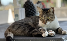 Oasi felina di Trapani isolata, stop a entrate e uscite per tre settimane a causa di una malattia contagiosa