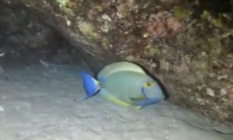 Nuova specie di pesce chirurgo scoperta nel mare del Ragusano: &egrave; la prima volta nelle acque italiane