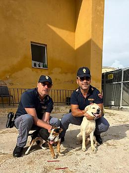 Salvati 13 cani rinchiusi in condizioni disperate: ora cure e attesa per le adozioni