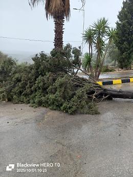 Vittoria, cadono due alberi a causa del maltempo