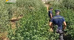 Sequestrata piantagione di 1.600 piante: arrestato un uomo per produzione di stupefacenti 