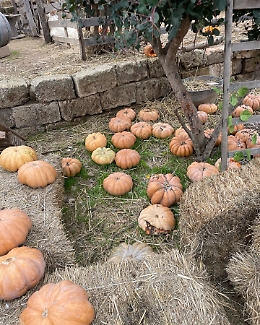 I sapori d'autunno in Sicilia con i piatti della tradizione che scaldano il cuore: ottima la zucca in agrodolce