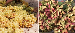 L'autunno da gustare in Sicilia tra pistacchi, castagne, vini dolci e olive: l'eccellenza di raccolte, sagre e putìe