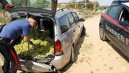 Rubano uva a Mazzarrone: arrestati due uomini di Gela