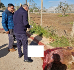 Acate e il pony trascinato con l'auto, assolto imputato 41enne