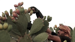 Tutto pronto per la XXIV edizione del Ficodindia Fest: due giorni di gusto, arte e tradizione