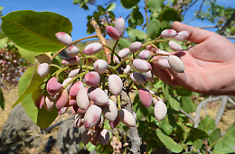XXXIV Sagra del Pistacchio di Bronte 2025