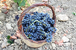 Rosolini in festa: il mosto tra sapori antichi e laboratorio gastronomico