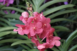 Zagara d'autunno all'Orto Botanico di Palermo: immersione tra orchidee, vaniglia e la nuova Casa del Pozzo