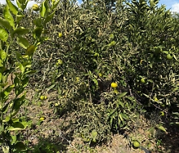 Burrasche e freddo azzerano gli agrumeti della piana di Catania: appello urgente alla Regione Siciliana