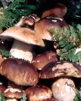 Porcelli e Porcini a Caronia: la festa del mangiar bene tra suino nero dei Nebrodi e funghi porcini