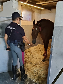 Scoperta una stalla abusiva a San Cristoforo: c'è l'ombra delle corse clandestine