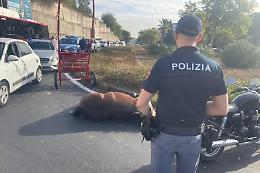 Il cavallo morto d’infarto in strada a Catania: sullo sfondo l'uso di farmaci dopanti
