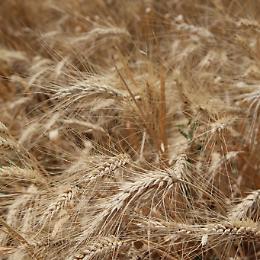 Ora Eataly si dà alla pasta: un disciplinare sulla filiera del grano duro e la sostenibilità ambientale