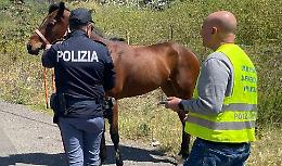 Cavallo morto alla Circonvallazione: s'indaga sul caso, intanto scatta multa per violazioni stradali