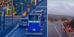 Corse clandestine di cavalli all'alba sulla SR Mareneve: due scuderie catanesi sotto inchiesta