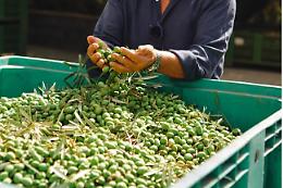 In Sicilia qualità e quantità, ma attenti ai dazi di Trump