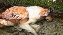 Vittoria, tre cani trovati morti in contrada Boscorotondo