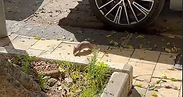Topi davanti alla scuola Lauricella