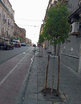 Catania, il Comune pianta 400 nuovi alberi in centro e in zone periferiche