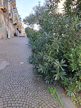Allarme decoro in via Antonino di Sangiuliano: sporco e degrado nella parte alta del centro storico