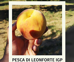 La pesca di Leonforte IGP cresce nel sacchetto e vola negli Usa
