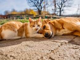 Ragusa e il randagismo, l'assessore Distefano: "Serve un nuovo modello di riparto dei fondi regionali" 