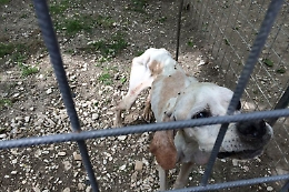 Lasciati tra sporcizia e degrado, cinque cani salvati a Misterbianco 