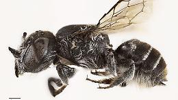 Cosa è "Lucifero", la nuova specie di api scoperta in Australia