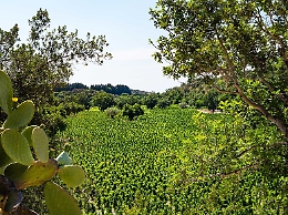 A Noto nasce il Consorzio ValdiNoto: un'alleanza femminile per i vini del sud-est siciliano