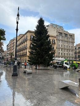 Natale, arriva l'albero in piazza Castelnuovo: l'accensione il 7 dicembre